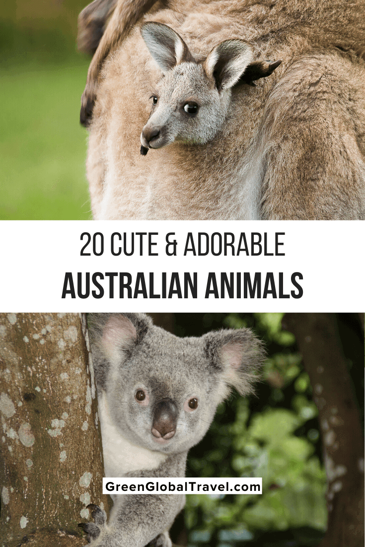 Cute Australian Animals