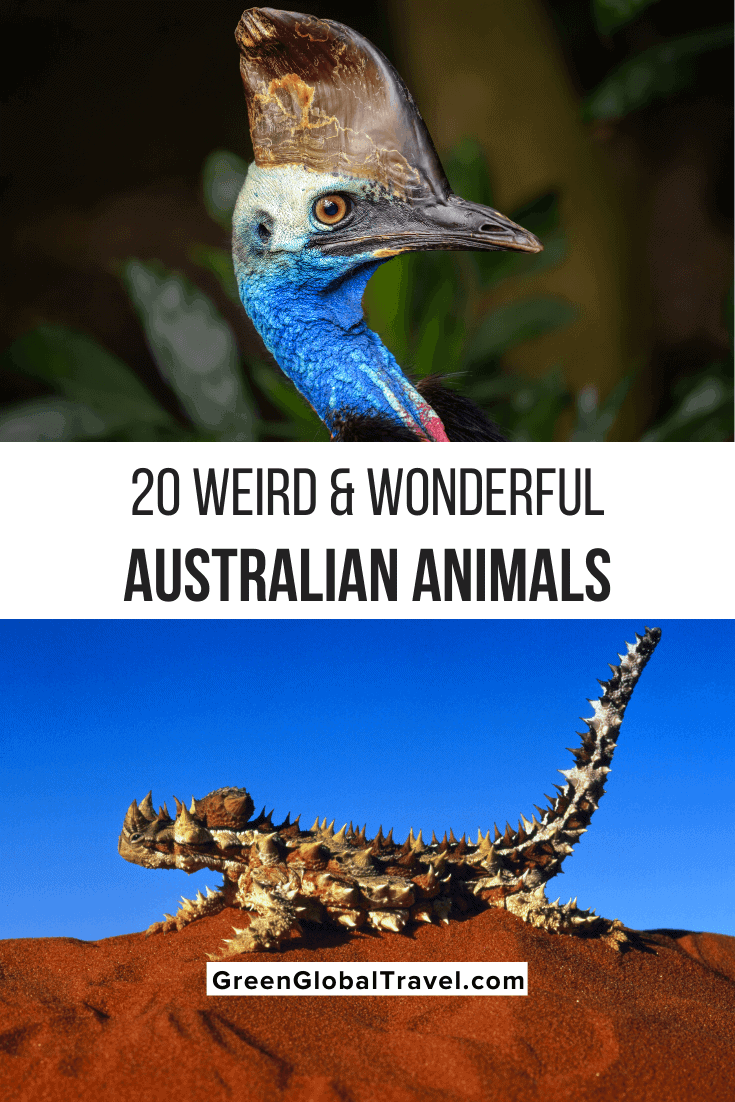 Weird Australian Animals
