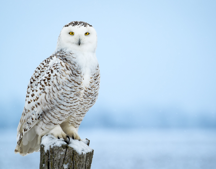  icelandic snow owl
