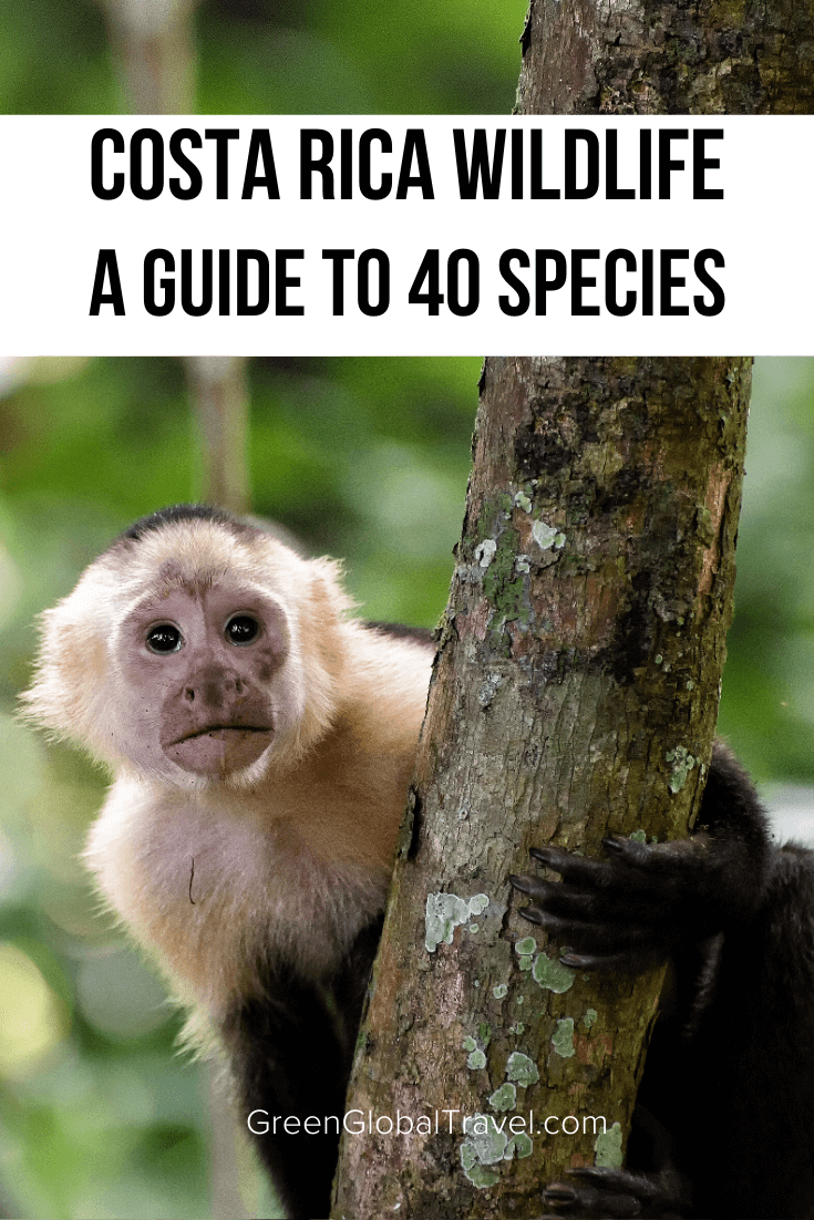 A Guide to 40 Amazing Costa Rica Animals including birds, frogs, monkeys, sloths, tapirs, reptiles & more! | costa rica travel | things to do in costa rica | visit costa rica | costa rica holidays | costa rica travel guide | costa rica wildlife | costa rica rainforest animals | costa rica wildlife guide | animals native to costa rica | costa rica jungle animals |endangered animals in costa rica | common animals in costa rica | animals that live in costa rica | best wildlife costa rica