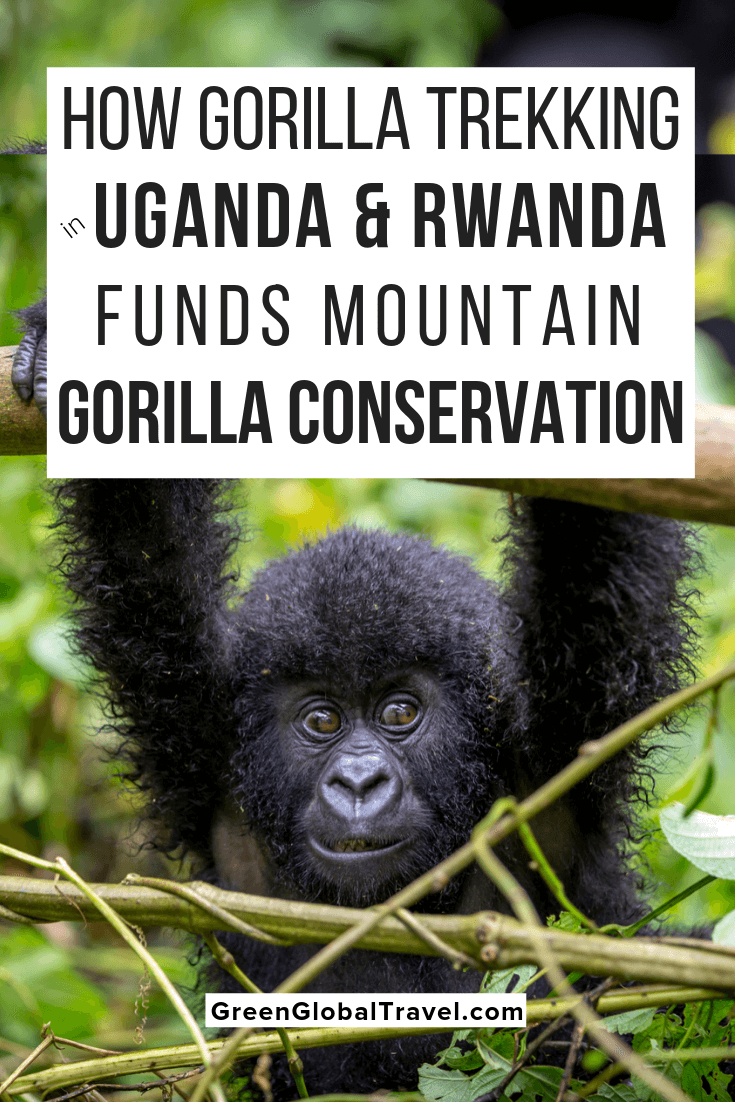 The Ultimate Guide to Gorilla Trekking in Uganda & Rwanda. Includes details on trekking permits, what to expect from the experience, and what to pack | Uganda Gorilla Permits | gorilla safaris | gorilla tracking | gorilla tours | gorilla trekking in uganda | gorilla trekking | uganda safaris | gorilla safaris in uganda | uganda tours | uganda gorilla trekking | uganda gorilla tours | gorilla trekking uganda mountain gorillas | uganda gorilla trek | uganda gorilla | gorilla trekking safaris