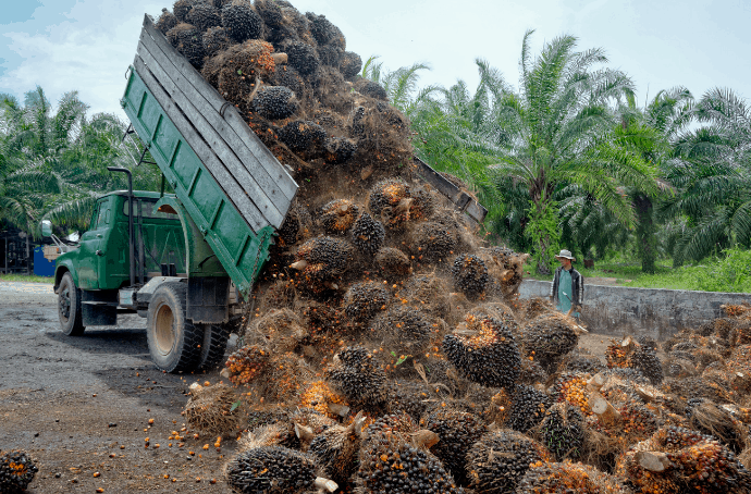 Harvesting Palm Oil 