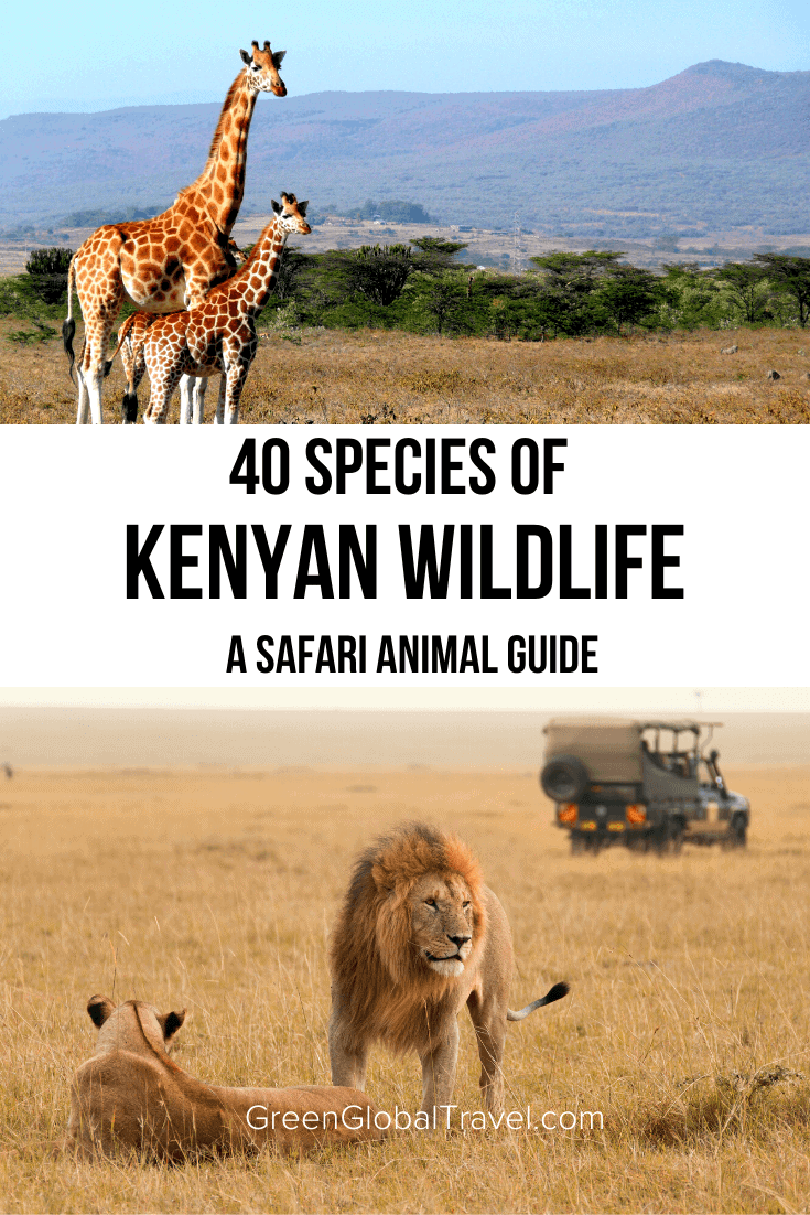Animals in Kenya: A guide to 40 species of Kenyan wildlife, including the Big 5 animals, Northern 5, the Ugly 5, birds of Kenya, & more. | kenya wildlife | lions in kenya | elephant kenya | big five kenya | wild animals in kenya | big five animals in kenya | antelopes in kenya | rhinos in kenya | kenya safari animals | white rhino in kenya | endangered species in kenya | animals native to kenya | facts about kenya animals | monkeys in kenya | leopard kenya | zebra kenya | cheetah kenya