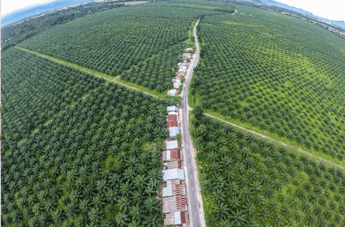 Overhead View of Palm Oil Plantation