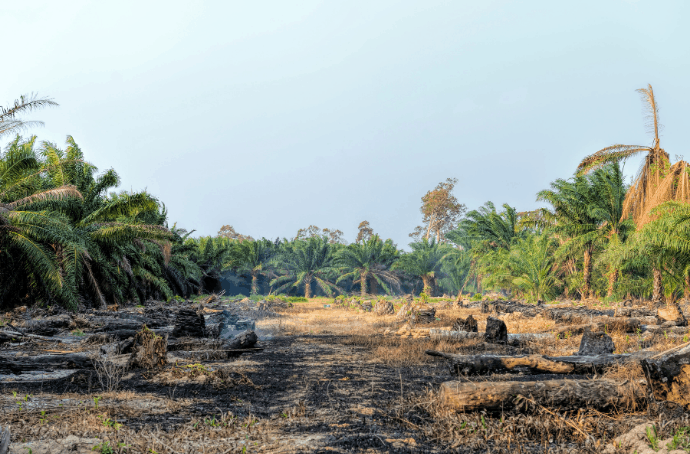 Palm Oil Deforestation