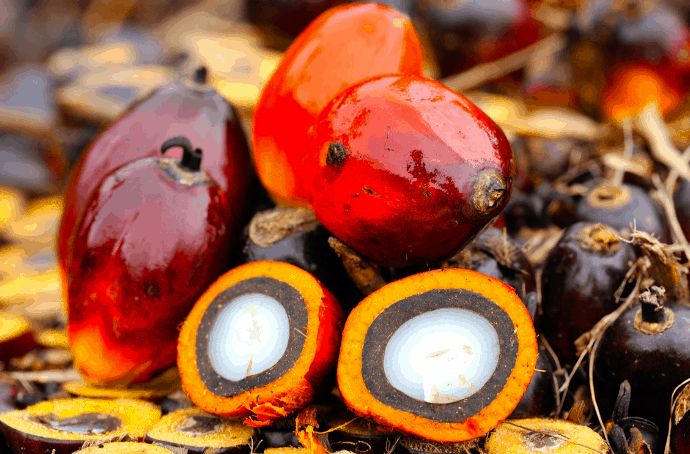 Palm Oil Kernels Closeup