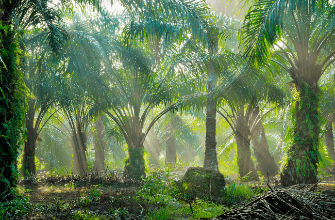 Palm Oil Plants 