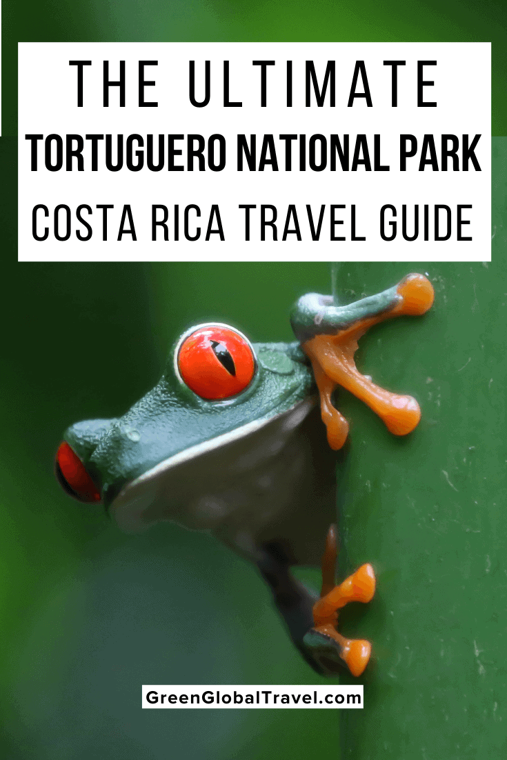 The Ultimate Tortuguero National Park, Costa Rica Travel Guide including how to get from San Jose to Tortuguero, the Best Tortuguero Hotels, Tortuguero National Park Tours & more! | how to get to tortuguero | tortuguero tours | tortuguero turtle season | weather in tortuguero costa rica | tortuguero wildlife | hotel tortuguero | tortuguero costa rica hotels | hotels in tortuguero costa rica | tortuguero canals | tortuguero map | tortuga lodge costa rica | tortuguero costa rica